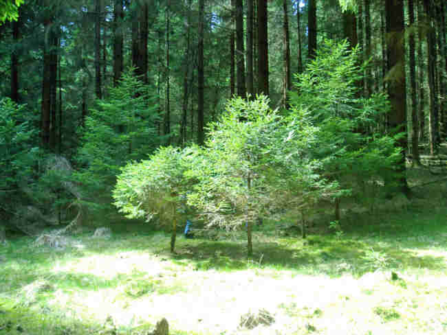 Lichtung im Frankenwald