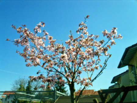 Kisrchblüte im Frühling