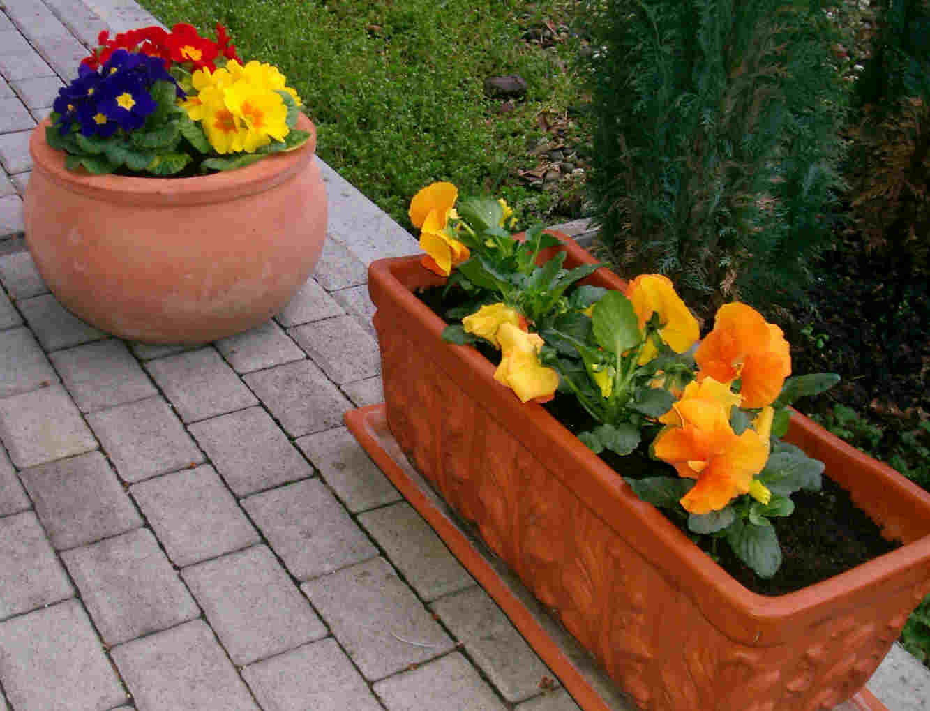 Frühlingsblumen im Terrakotta Topf