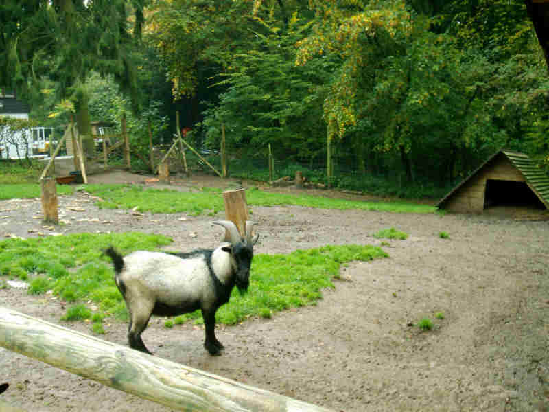 Bergziegen im Kurpfalz-Park