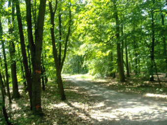 Trekking Touren, Wandern oder Radwandern im Lorscher Wald