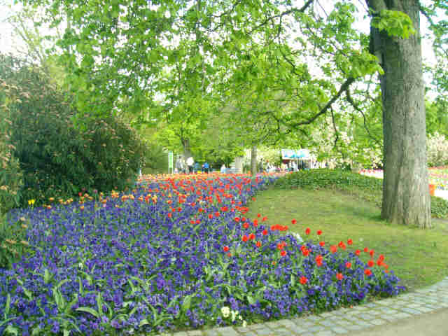 Viele schöne Blumen im Park