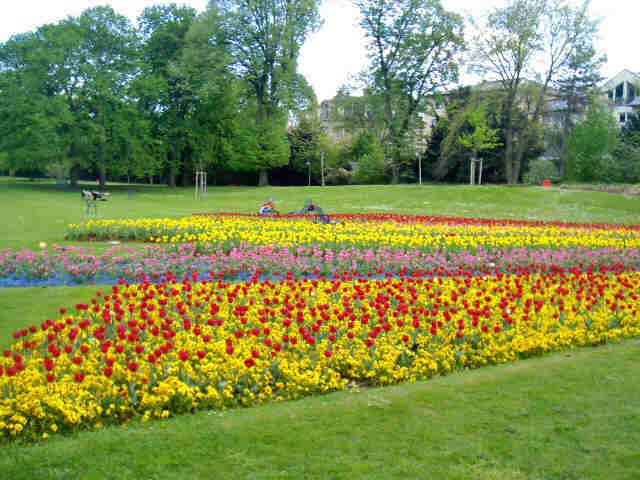 Schöner als im April geht es nicht mit den Tulpen