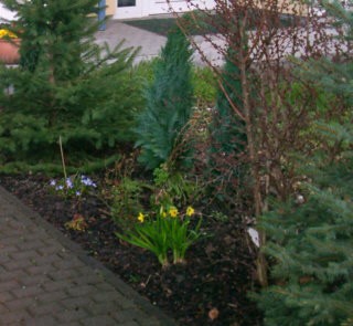 Narzissen Schneeglöckchen im Frühling