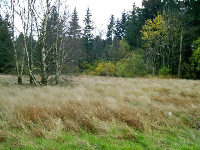 Im Schwarzen Moor bekommen Sie die ganze Schönheit dieser herben Naturlandschaft zu sehen.