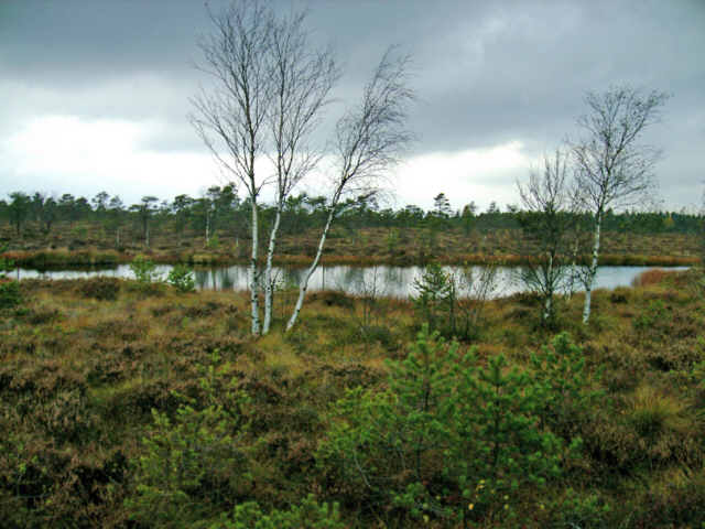 Flacher Tümpel mit Birke im Hochmoor.