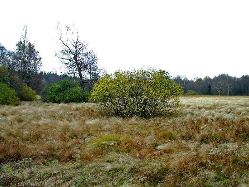 Beeindruckend diese Wiese mitten im schwarzen Moor