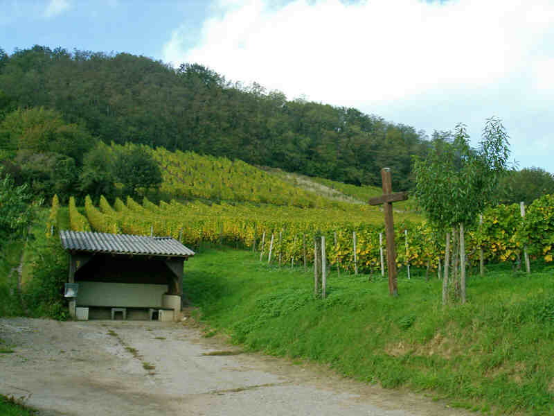 Weinberg am Hemsberg