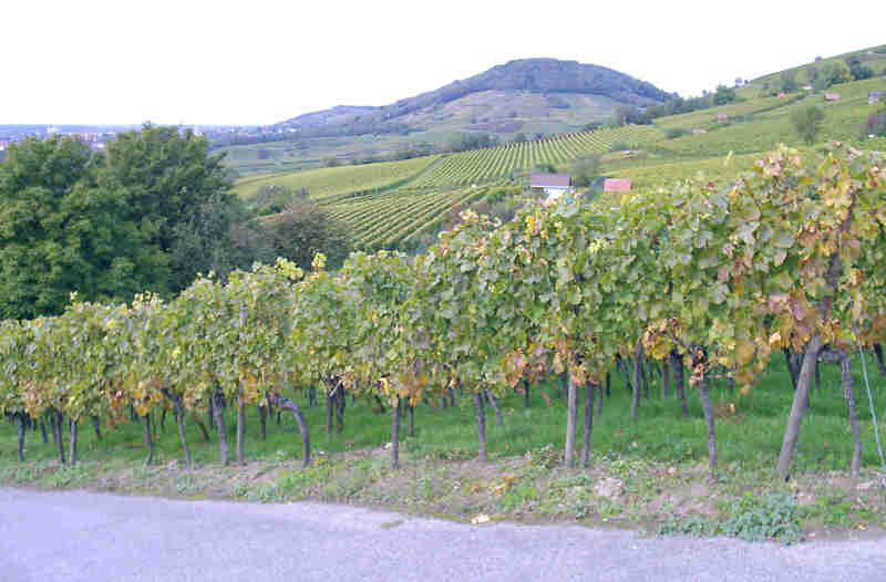 Von den Heppenheimer Weinlagen Richtung Bensheim geblickt.