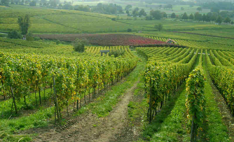 Blick vom Heppenheimer Weinlagen Weg.