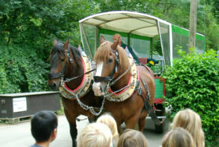 Kutschfahrt im Tierpark