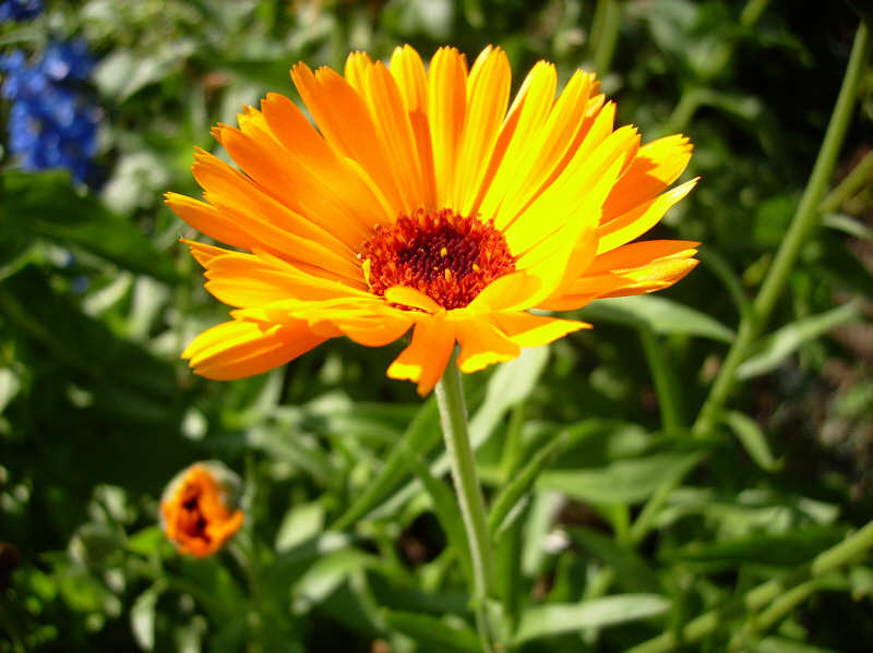 Bild mit blühenden Sommerblumen im Garten als Dekoration eingesetzt