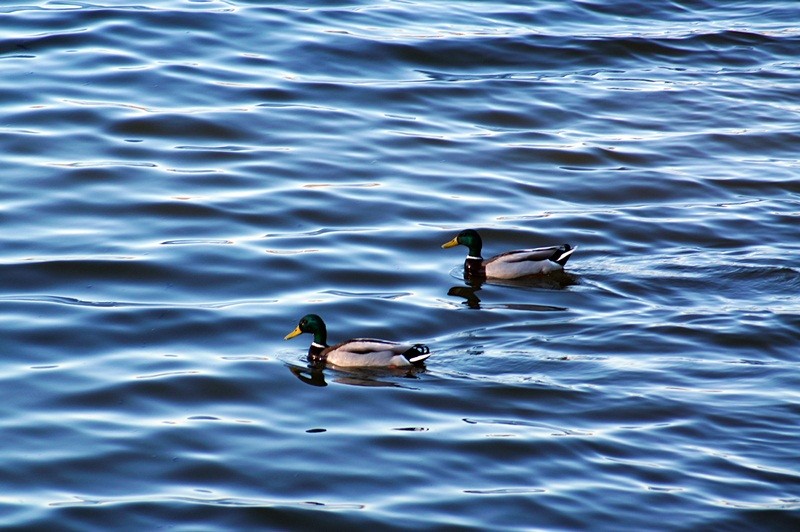 Enten im Naturschutzgebiet Biedensand bei Lampertheim