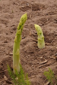 Grüner Spargel