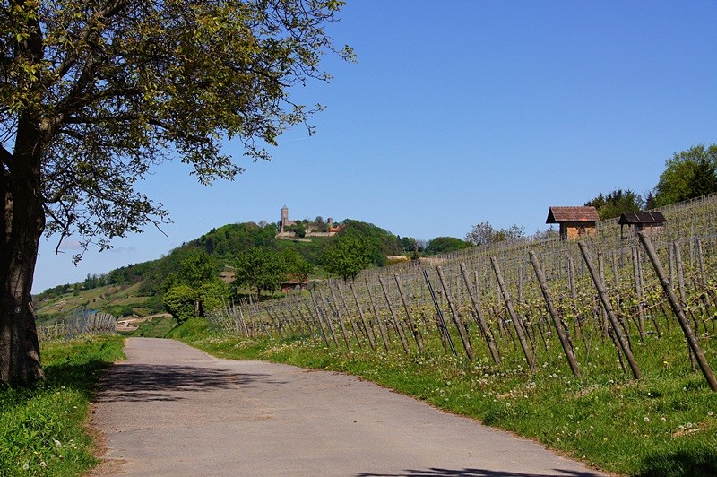 Weinlagenweg bei Heppenheim