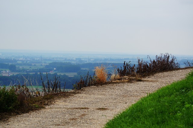 Weinberge